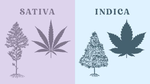 Indica vs. sativa: understanding the differences between weed types