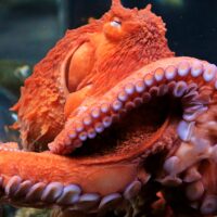 Study: Ecstasy Made Octopuses Hug Each Other