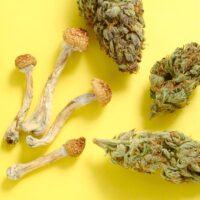 Researchers Aim To Combine Psilocybin and Cannabis Into Single Medical Treatment